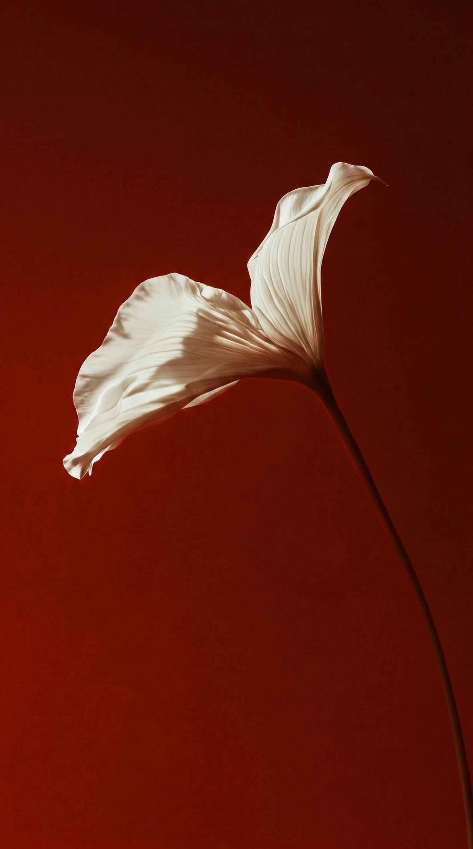 Flor